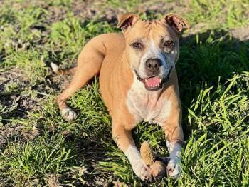 Pit Bull Terrier and Boxer Dogs Available for Adoption - DOVEY | PetCurious