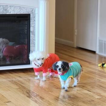 Poodle Dogs Available for Adoption - Marlie (Moo) | PetCurious