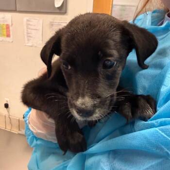 Chips -  Mixed Breed Dog for Adoption in Charleston, West Virginia - Chips | PetCurious