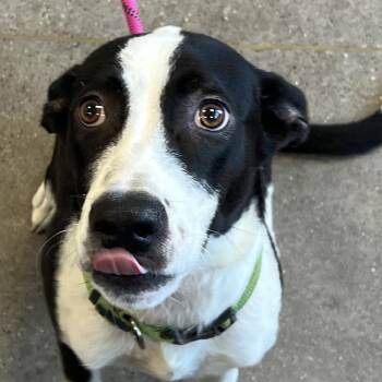 Dee Dee -  Mixed Breed Dog for Adoption in Las Cruces, New Mexico - Dee Dee | PetCurious
