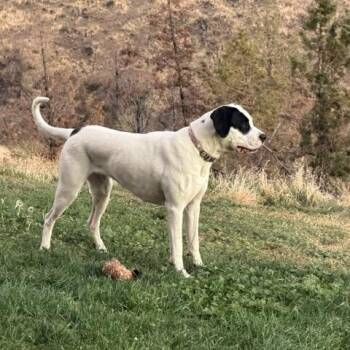 Lola -  Great Dane Dog for Adoption in Madras, Oregon - Lola | PetCurious