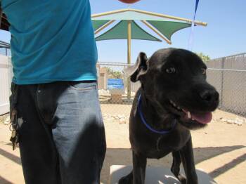 Rescue Black Labrador Retriever Dogs for Adoption in Yucca Valley, California - Lucy | PetCurious