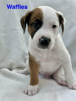 Jack Russell Terrier and Great Dane Dogs Available for Adoption in Madisonville, Louisiana - WAFFLES | PetCurious