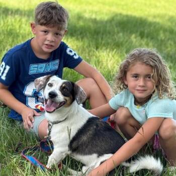 Honor Hero Sweet Lovey -  Corgi and Australian Shepherd Dog for Adoption in Friendswood, Texas - Honor Hero Sweet Lovey | PetCurious