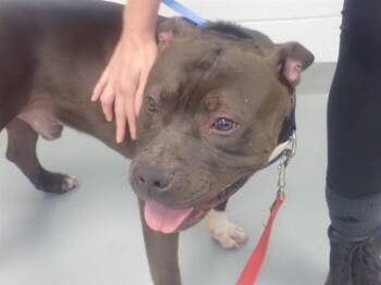 Rescue Pit Bull Terrier Dogs for Adoption in St. Cloud, Florida - MAX | PetCurious