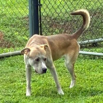 Papa -  Mixed Breed Dog for Adoption in Chattanooga, Tennessee - Papa | PetCurious