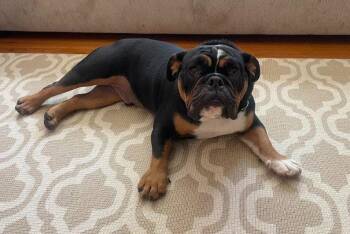 Tank -  English Bulldog Dog for Adoption in San Diego, California - Tank | PetCurious