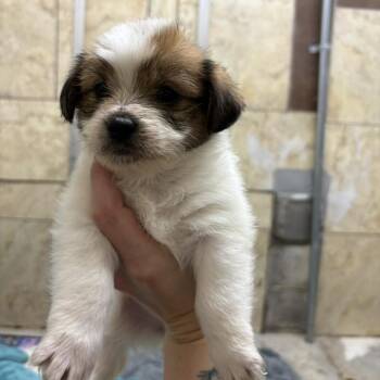 Terrier Dogs Available for Adoption - Tide | PetCurious