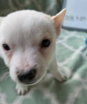 Luther -  Australian Cattle Dog Blue Heeler Dog for Adoption in Indianapolis, Indiana - Luther | PetCurious
