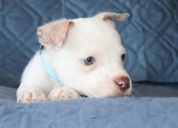 Chihuahua Dogs Available for Adoption in Mesa, Arizona - Paco | PetCurious