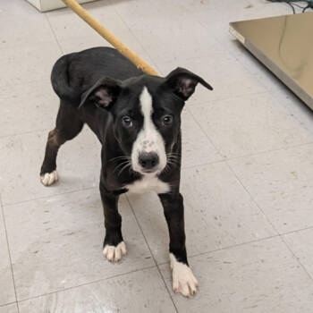 Rescue Mixed Breed and Hound Dogs for Adoption - MJ | PetCurious