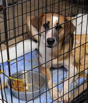 Kansas (Indoor Photos June 1st 2026) -  Hound and Beagle Dog for Adoption in Marietta, Ohio - Kansas (Indoor Photos June 1st 2026) | PetCurious