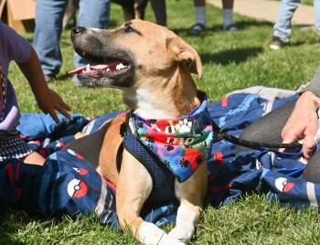 Rescue Husky and Pit Bull Terrier Dogs for Adoption in Palos Heights, Illinois - Cooper | PetCurious