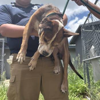 Oliver -  Mixed Breed Dog for Adoption in Austin, Texas - Oliver | PetCurious