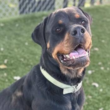 Max -  Rottweiler Dog for Adoption in Red Bluff, California - Max | PetCurious