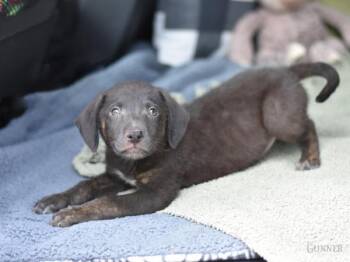 Gunner -  Australian Cattle Dog Blue Heeler Dog for Adoption in Sioux City, Iowa - Gunner | PetCurious