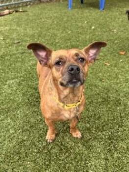 Bailey -  Mixed Breed Dog Available for Adoption in Savannah, Georgia - Bailey | PetCurious