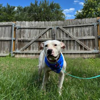 Glenn -  American Bulldog Dog for Adoption in San Antonio, Texas - Glenn | PetCurious
