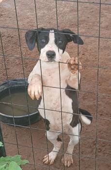 Rescue American Staffordshire Terrier Dogs for Adoption in Elgin, Texas - Nova | PetCurious