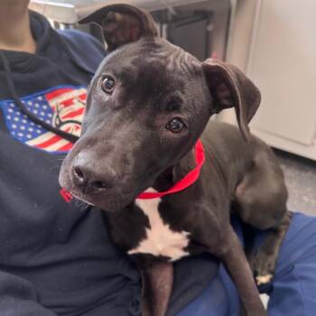 Mixed Breed Dogs Available for Adoption in Columbiana, Alabama - Pupperoni | PetCurious