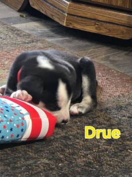 Drue - fostered in Omaha -  Beagle Dog for Adoption in Overland Park, Kansas - Drue - Fostered In Omaha | PetCurious