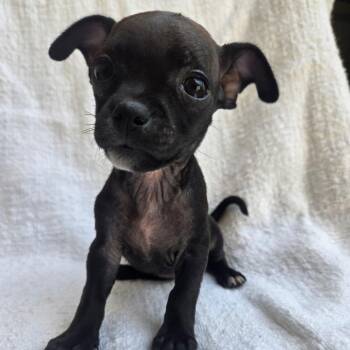 Puppy5 -  Chihuahua Dog for Adoption in Calimesa, California - Puppy5 | PetCurious