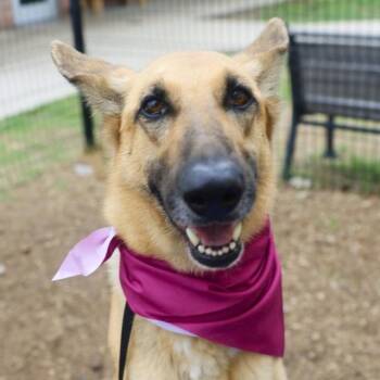 German Shepherd Dog Dogs Available for Adoption in San Antonio, Texas - DIANNA | PetCurious