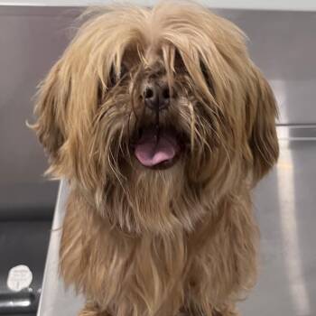 Shih Tzu Dogs Available for Adoption in Washburn, Missouri - Gooby | PetCurious