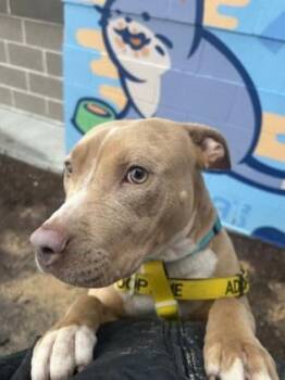 Magenta -  Pit Bull Terrier and Mixed Breed Dog for Adoption in Atlanta, Georgia - Magenta | PetCurious