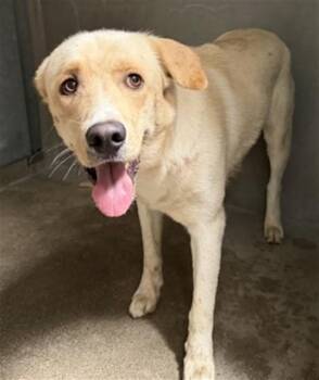 MANGO -  Labrador Retriever and Mixed Breed Dog for Adoption in San Bernardino, California - MANGO | PetCurious