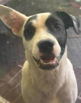FIDDLER -  Labrador Retriever and Mixed Breed Dog for Adoption in Tallahassee, Florida - FIDDLER | PetCurious