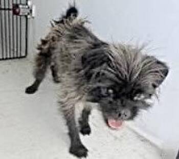 Pekingese and Chihuahua Dogs Available for Adoption in Houston, Texas - A656109 | PetCurious