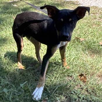 Tom- Tom -  Shepherd and Mixed Breed Dog for Adoption in Clanton, Alabama - Tom- Tom | PetCurious