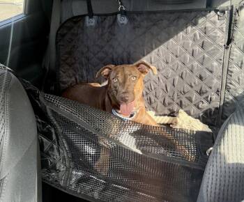 Reese -  Labrador Retriever Dog for Adoption in Greenlawn, New York - Reese | PetCurious