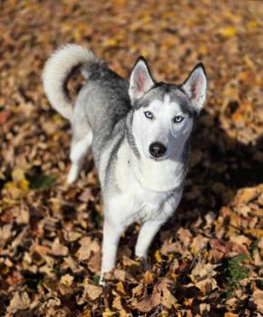 Reba -  Husky Dog for Adoption in Shelby, Michigan - Reba | PetCurious