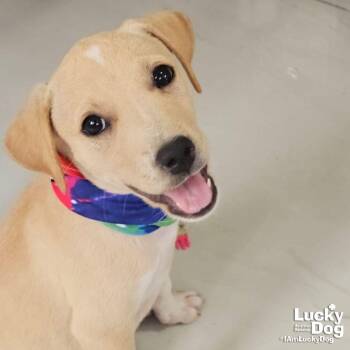 Iris -  Australian Shepherd and Cattle Dog Dog for Adoption in Washington, District Of Columbia - Iris | PetCurious