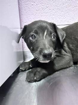 61395512 -  Mixed Breed Dog for Adoption in El Paso, Texas - 61395512 | PetCurious