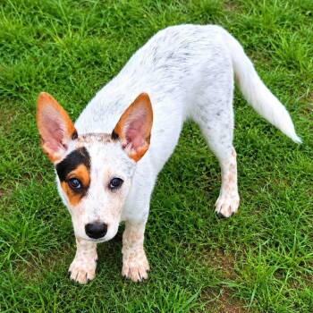 Chaos -  Australian Cattle Dog Blue Heeler Dog for Adoption in Brewton, Alabama - Chaos | PetCurious