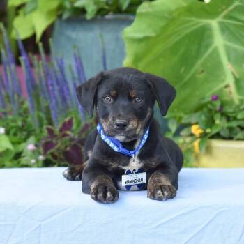 Birmingham -  Shepherd and Mixed Breed Dog Available for Adoption in Wake Forest, North Carolina - Birmingham | PetCurious