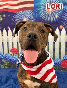 Loki -  Mixed Breed Dog for Adoption in Flint, Michigan - Loki | PetCurious