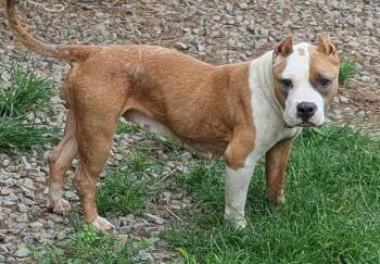 Haley -  American Staffordshire Terrier Dog for Adoption in Jackson, Georgia - Haley | PetCurious
