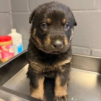Shepherd and Mixed Breed Dogs Available for Adoption in Tuscaloosa, Alabama - Bear | PetCurious