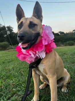 Chili -  Mixed Breed Dog for Adoption in Okemah, Oklahoma - Chili | PetCurious