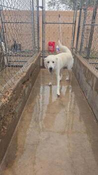 Snowflake -  Husky and Collie Dog for Adoption in Aurora, Colorado - Snowflake | PetCurious