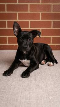 SOFY -  Pit Bull Terrier Dog for Adoption in Harlingen, Texas - SOFY | PetCurious