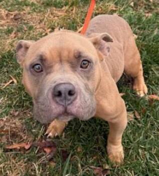 Rescue American Bully Dogs for Adoption in Manassas, Virginia - Cupcake (ID 49168/3830) | PetCurious