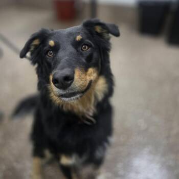 Percy -  Australian Shepherd and Mixed Breed Dog for Adoption in Incline Village, Nevada - Percy | PetCurious