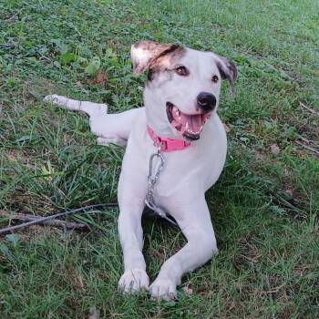 Sugar -  Hound Dog for Adoption in Salisbury, Maryland - Sugar | PetCurious