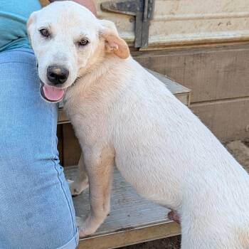 Cottontop -  Labrador Retriever and Great Pyrenees Dog for Adoption in Tishomingo, Oklahoma - Cottontop | PetCurious