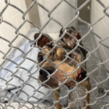 Ash -  Mixed Breed Dog for Adoption in Greenville, South Carolina - Ash | PetCurious